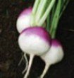 Turnip Purple Globe White Top 200 Seeds Per Packet