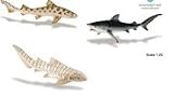 Shark Safari Ltd. 3 PCs in September 11CxSnFEM8L. SL160 Shark Safari Ltd. 3 PCs in September