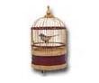 Singing Bird Cage