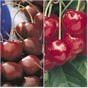 Montmorency Cherry Tree Five Gallon