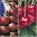 Montmorency Cherry Tree Five Gallon