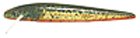 Rebel F4970H Holographic Minnow -- Brown Trout Hologram 1-5/8 3/32 Oz.