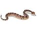 Safari LTD Incredible Creatures Sidewinder Rattlesnake