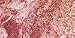 Beauty : Laura Geller Blush - N - Brighten Berry