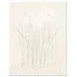 Design Paper, Narcissus, 8-1/2 X 11, 100 Sheets/Pack