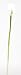 Cream Calla Lilly Silk Flower (12 Stems)