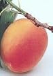 Blenheim Apricot Tree Five Gallon