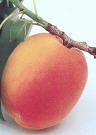 Blenheim Apricot Tree Five Gallon