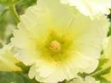 25 YELLOW HOLLYHOCK Alcea Rosea Flower Seeds Perennial *Comb S/H 25 YELLOW HOLLYHOCK Alcea Rosea Flower Seeds Perennial *Comb S/H