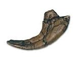 Utahraptor Claw