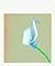 Robert Mapplethorpe: Ten by Ten