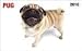 pug20  - Pug In Your Face 2010 Wallet Calendar