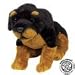asthma friendly Rottweiler