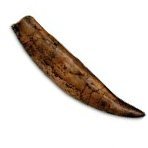 Trex Tooth