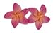 Hawaiian Pierced Flower Earrings Red Plumeria