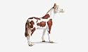 Schleich Pinto Stallion