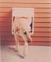 Magnador Two-Way Plastic Pet Door - 11In. x 13In. Opening, Model# PDII