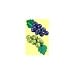 Green Grapes