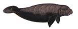 New Collectable Manatee Scuba Diving Hat & Lapel Pin