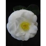 Review   / Camellia Janet Waterhouse