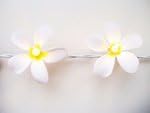 Frangipani White Flower String Lights - Fair Trade - 20 x lights