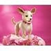 chihuahua2 - Plush Chihuahua Puppet 12