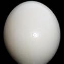Ostrich Eggs-Gorgeous, Top Quality
