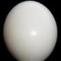 Second Quality Ostrich Egg