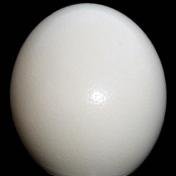 Ostrich Egg Shell