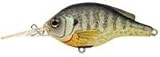 LIVE TRGT BLUEGILL 1/2 3-4' NM