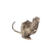 Realistic Hairy Fake Rat 6" Long