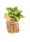 PALM TREE Toothpick Holder *NEW*!