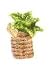PALM TREE Toothpick Holder *NEW*!