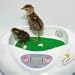 R-com mini hatching mat