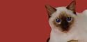 AIRBRUSHED LICENSE PLATES - SIAMESE CAT LICENSE PLATE - #1639