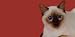   - AIRBRUSHED LICENSE PLATES - SIAMESE CAT LICENSE PLATE - #1639