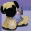 Shining Stars Pug