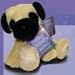 Shining Stars Pug - Limited Edition