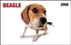 Beagle In Your Face! 2008 Wallet Calendar - Dog Calendars
