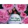365 Tage Rosengl�ck.