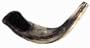 Ram Horn Shofar (12-14 inches)