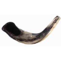 Ram Horn Shofar (15-17 Inches)