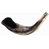 Ram Horn Shofar (9-11 inches)