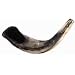 Ram Horn Shofar (12-14 inches)
