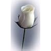 Handmade Wooden White Rose
