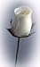 Handmade Wooden White Rose Handmade Wooden White Rose