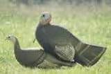 Feather Flex® Signature Series Breeders Hen / Bubba Turkey Decoy