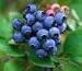 50 BLUEBERRY Northern Highbush Mix (Pre-Stratified) Fruit Bush Vaccinium Corymbosum Seeds