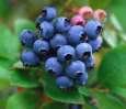 50 BLUEBERRY Northern Highbush Mix (Pre-Stratified) Fruit Bush Vaccinium Corymbosum Seeds