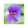 from Pureaire Pureaire Geranium Essences 100ml